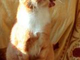 Кошки, котята Европейская короткошерстная, цена 50 Грн., Фото