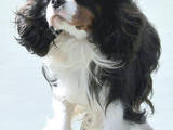 Собаки, щенята Кавалер-кинг-чарльз спаніель, ціна 13000 Грн., Фото
