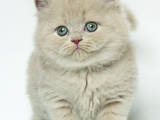 Кошки, котята Британская длинношёрстная, цена 2500 Грн., Фото