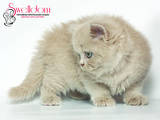 Кішки, кошенята Британська довгошерста, ціна 2500 Грн., Фото