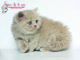 Кошки, котята Британская длинношёрстная, цена 2500 Грн., Фото