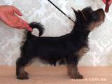 Собаки, щенки Австралийский шелковистый терьер, цена 11000 Грн., Фото