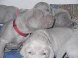Собаки, щенки Веймарская легавая, цена 6500 Грн., Фото
