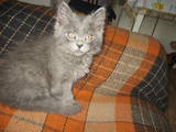 Кішки, кошенята Сибірська, ціна 350 Грн., Фото
