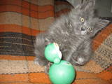 Кошки, котята Сибирская, цена 350 Грн., Фото