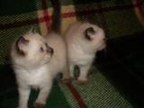 Кішки, кошенята Балінез, ціна 700 Грн., Фото