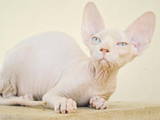 Кошки, котята Петербургский сфинкс, цена 3500 Грн., Фото