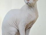 Кошки, котята Петербургский сфинкс, цена 3500 Грн., Фото