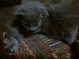 Кішки, кошенята Російська блакитна, ціна 200 Грн., Фото