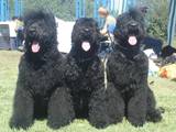 Собаки, щенята Чорний тер'єр, ціна 3000 Грн., Фото