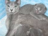 Кішки, кошенята Російська блакитна, ціна 3200 Грн., Фото