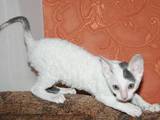 Кішки, кошенята Корніш-рекс, ціна 5000 Грн., Фото