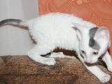 Кішки, кошенята Корніш-рекс, ціна 5000 Грн., Фото