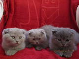 Кішки, кошенята Британська довгошерста, ціна 700 Грн., Фото