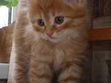 Кошки, котята Курильский бобтейл, цена 1500 Грн., Фото