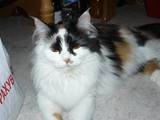Кошки, котята Британская длинношёрстная, Фото