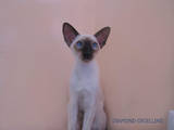 Кішки, кошенята Орієнтальна, ціна 2500 Грн., Фото
