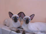 Кошки, котята Ориентальная, цена 2500 Грн., Фото