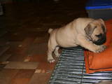 Собаки, щенки Южноафриканский бурбуль, цена 12 Грн., Фото