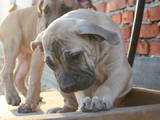 Собаки, щенята Південноафриканський Бурбуль, ціна 12 Грн., Фото