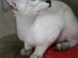 Кошки, котята Ориентальная, цена 2900 Грн., Фото