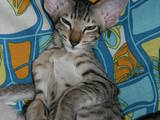 Кішки, кошенята Орієнтальна, ціна 2900 Грн., Фото