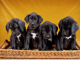 Собаки, щенки Немецкий дог, цена 10000 Грн., Фото