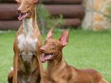Собаки, щенки Фараонова собака, цена 10000 Грн., Фото
