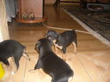 Собаки, щенки Пинчер, цена 1500 Грн., Фото