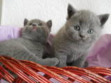 Кішки, кошенята Британська довгошерста, ціна 500 Грн., Фото