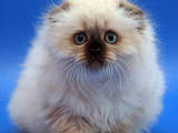 Кошки, котята Хайленд Фолд, Фото