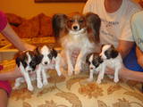 Собаки, щенки Папильон, цена 1 Грн., Фото