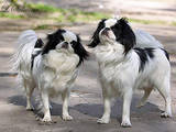 Собаки, щенки Японский хин, цена 1000 Грн., Фото