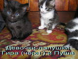 Кішки, кошенята Турецька Ангора, ціна 40 Грн., Фото