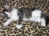 Кошки, котята Турецкая ангора, цена 40 Грн., Фото