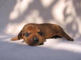 Собаки, щенята Гладкошерста мініатюрна такса, ціна 800 Грн., Фото
