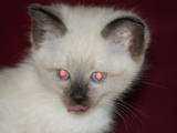 Кошки, котята Сиамская, цена 500 Грн., Фото