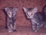 Кошки, котята Восточная короткошерстная, цена 1500 Грн., Фото