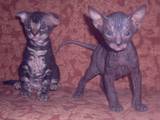 Кішки, кошенята Східна короткошерста, ціна 1500 Грн., Фото