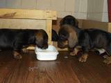 Собаки, щенки Жесткошерстная такса, цена 500 Грн., Фото