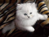 Кішки, кошенята Шиншила, ціна 500 Грн., Фото