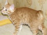 Кошки, котята Курильский бобтейл, цена 1500 Грн., Фото