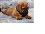 Собаки, щенята Південноафриканський Бурбуль, ціна 3500 Грн., Фото