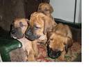 Собаки, щенки Южноафриканский бурбуль, цена 3500 Грн., Фото