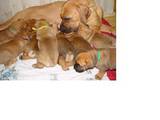 Собаки, щенята Південноафриканський Бурбуль, ціна 3500 Грн., Фото
