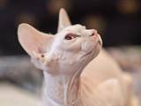 Кошки, котята Канадский сфинкс, цена 1500 Грн., Фото