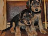 Собаки, щенки Эрдельтерьер, цена 4500 Грн., Фото