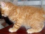 Кошки, котята Меконгский бобтейл, цена 1500 Грн., Фото