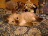 Кошки, котята Балинез, цена 400 Грн., Фото
