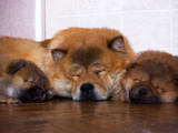 Собаки, щенята Чау-чау, ціна 3800 Грн., Фото